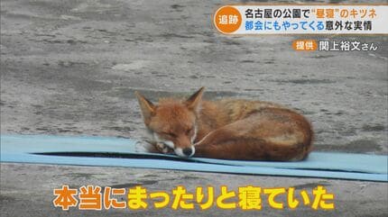 激撮！なぜ名古屋にキツネが！？ 市内7つの区でも確認され生息域拡大か