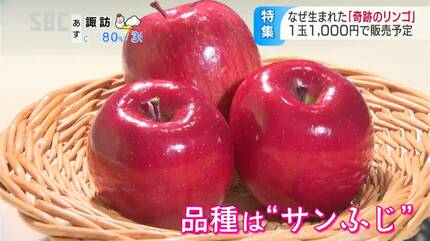 突然できた「奇跡のリンゴ」超貴重！200本の木にたった2本だけ…リンゴ