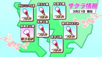 鹿児島市で18日ぶり20度超 甲突川の桜はつぼみがピンク色 一気に開花へ