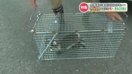 顔は可愛いけど日本の生態系を壊す！？【実は害獣のアライグマ】“3年