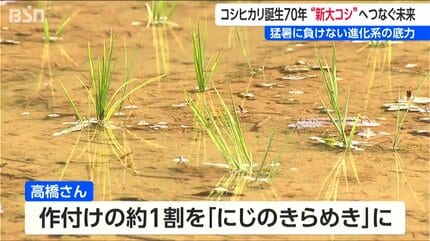 コシヒカリ誕生から70年 ”次世代”へつなぐ未来 岐路に立つ『新潟の米