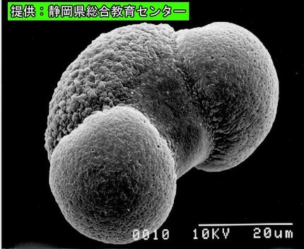 6月まで飛ぶ花粉」とは？アレルギーの恐れは少ないものの汚れが目立つ