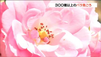 遅咲きも開花“バラの楽園”へ 色鮮やか5000株咲き誇る 宮城・加美町