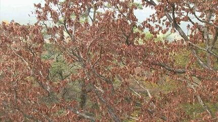 枯れ木 庭木が枯れた！その原因と復活させる方法とは？ - 植木の剪定、伐採