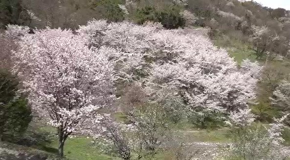 小鳥が種を運んで広がった…長野・池田町の桜仙峡で桜が見ごろ…ヤマザクラやエドヒガンザクラなど数千本|TBS NEWS DIG