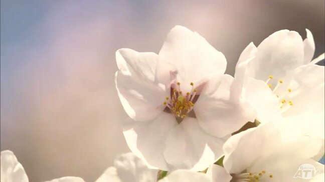 桜の開花予想が発表　名所「弘前公園」は4月15日　青森市は4月17日予想　北日本では開花から5日ほどで満開迎える予想|TBS NEWS DIG