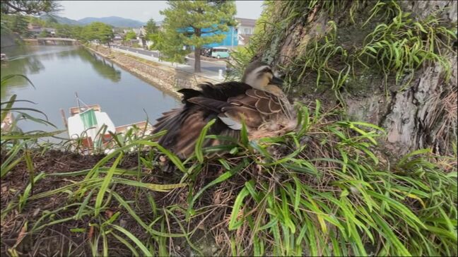 【独自】専門家も驚き「学術発表して良い事例」カルガモが巣を作ったのは”松の木”高さ約3mの枝の上 上からカラス、下からヘビが狙い…無事にふ化できた?カルガモの巣観察記|TBS NEWS DIG