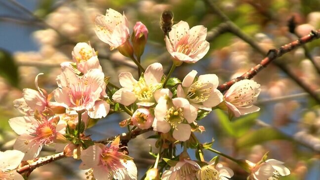 冬に花をつける “ヒマラヤザクラ” が満開　「得したような感じですね」　美観地区に近い阿知フラワーポッケ【岡山・倉敷市】|TBS NEWS DIG