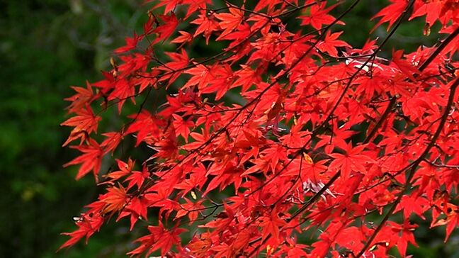 奥津渓の紅葉がピークに　朝晩の冷え込みが厳しくなり一気に　16日までのもみじ祭り期間中はライトアップも【岡山】|TBS NEWS DIG