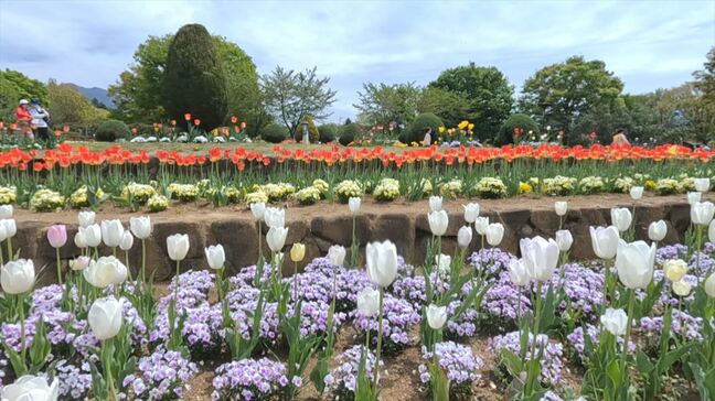 園内は春色 25万本のチューリップが見頃 見頃は5月6日まで 山梨・ハイジの村|TBS NEWS DIG