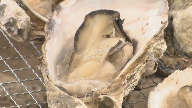 被災した七尾産の能登かき  食べて応援に長い列　|TBS NEWS DIG