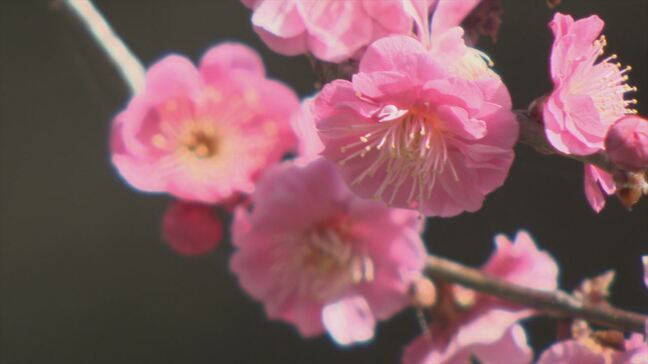 別名“花の寺”　境内で100本のウメが満開　参道を覆うように咲き訪れた人を楽しませる　甲州市・放光寺|TBS NEWS DIG