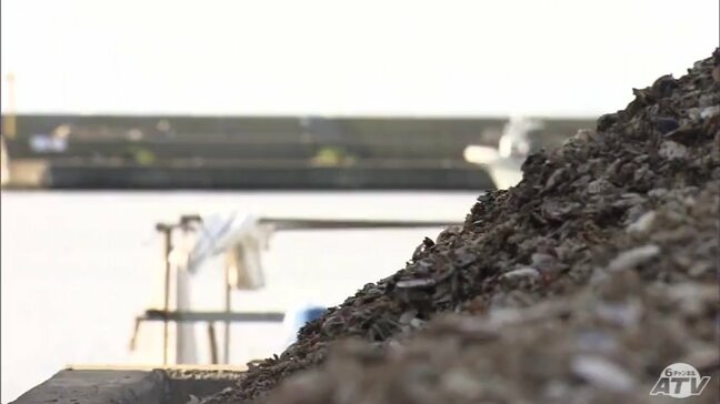 「来年度は1万トン台まで下がるのではないか…」猛暑で稚貝などが大量死している『陸奥湾ホタテ』の水揚げ量　今年度は2万トン弱と見込むものの…　青森県|TBS NEWS DIG