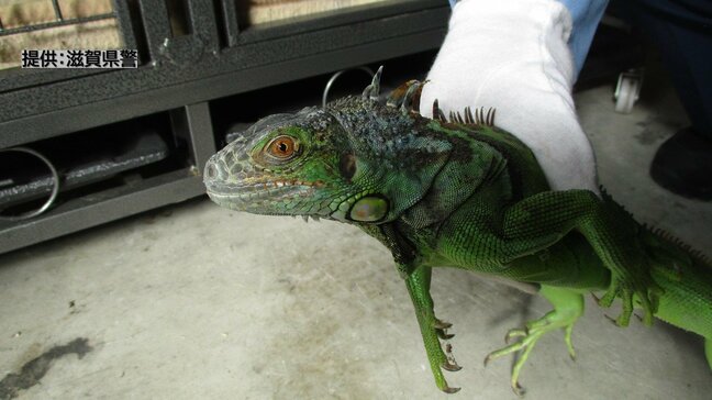 【速報】住宅街で「グリーンイグアナ」を保護 逃げ出したペットか 心当たりがある人は警察に連絡を 滋賀・大津市|TBS NEWS DIG