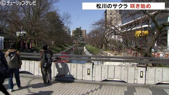 桜の名所・松川べりは開花もうすぐ！27日は4月中旬並みの陽気、つぼみもほころぶ　遊覧船から楽しむ春の足音　富山|TBS NEWS DIG