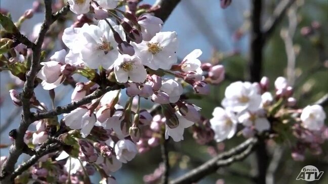 外堀の「ソメイヨシノ」が開花！　「弘前さくらまつり」開幕の翌日に“桜の便り”　園内でも開花が一気に進む可能性　青森県|TBS NEWS DIG