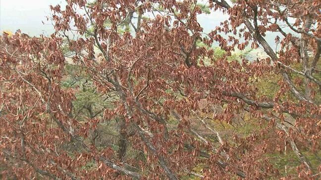 なぜ…ナラの木が集団で枯れる「ナラ枯れ」被害、国立公園大山で突然止まる 1万本近く枯れた年もあったのに…何が起きた?|TBS NEWS DIG
