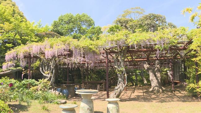 植えられたのは今から128年前の1898年 宇部市の発展を支えた実業家・渡邊祐策の生家のフジ棚 山口県|TBS NEWS DIG