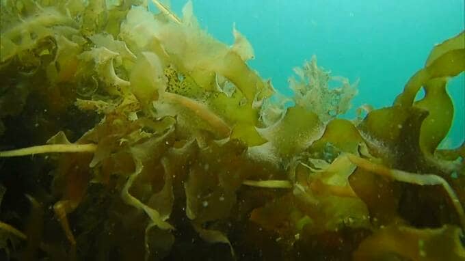 「瀬戸内海に人工漁礁を設置へ」香川大学と日本政策投資銀行が協定【香川】　|　岡山・香川のニュース | 天気 | RSK山陽放送