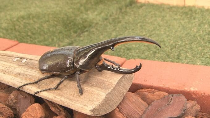 「ニジイロクワガタ」や「ババオウゴンオニクワガタ」など貴重な種類に大興奮！『カブクワすごいぞ！』展|TBS NEWS DIG