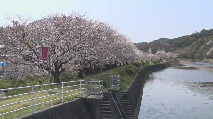 約２キロ・５００本…川辺のサクラ並木が満開 島根県江津市　|　BSSニュース | BSS山陰放送