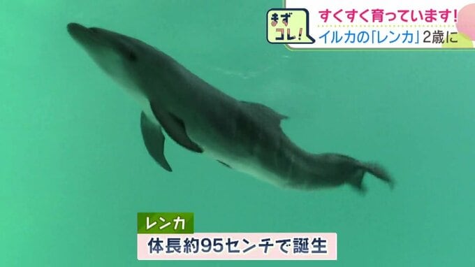 バンドウイルカのレンカが泳いでいる様子