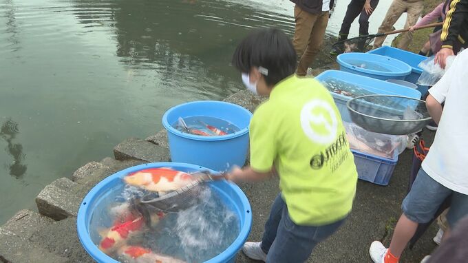 「コイはケンカしない」「コイの滝登りみたいに」　５月１日はコイの日！児童が錦鯉を放流　山口県周南市　|　山口のニュース・天気・防災｜tys NEWS｜ｔｙｓテレビ山口