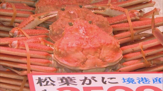 冬の味覚の王様「松葉がに」価格はピーク時のほぼ半額…買い時は、いつ？「2月が水温も下がって…」　|　BSSニュース | BSS山陰放送