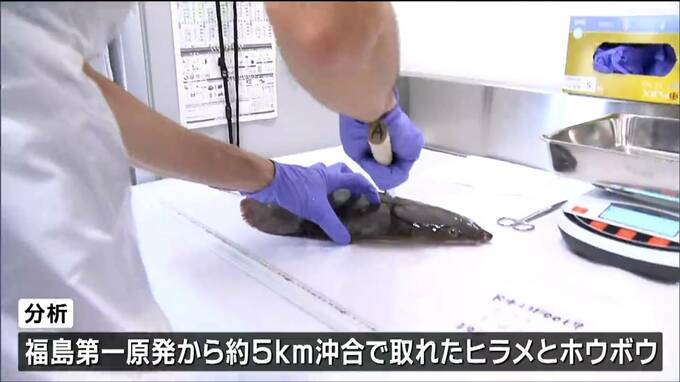 【速報】“処理水放出後”初めての水産物の「トリチウム測定検査」結果は“不検出”|TBS NEWS DIG