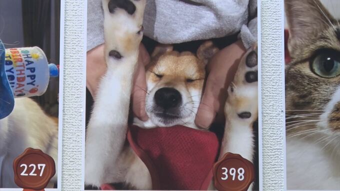 ペットの写真展「うちの子参観日」　島根・江津市　|　BSSニュース | BSS山陰放送
