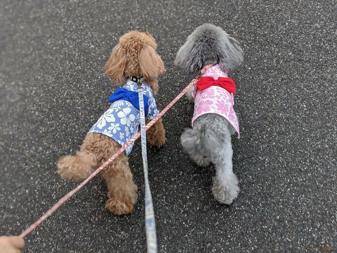 花火大会に愛犬を連れて行かないで！　獣医師が警鐘…なぜ？　てんかん重積の後に死んでしまうケースも|TBS NEWS DIG