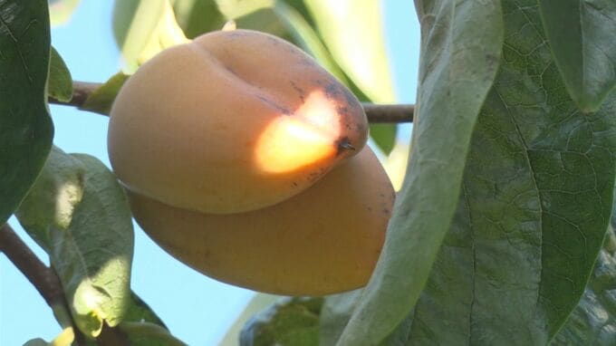 カキ畑で見つかった「奇形果」天狗の鼻か、バナナかのような歪な形「半分以上付いてたりする」…収穫最盛期を迎えて、どうなった？|TBS NEWS DIG