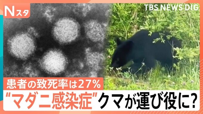 患者の致死率27％ “マダニ感染症”SFTSが過去最多ペース　クマやアライグマが“運び役”に？【Nスタ】|TBS NEWS DIG