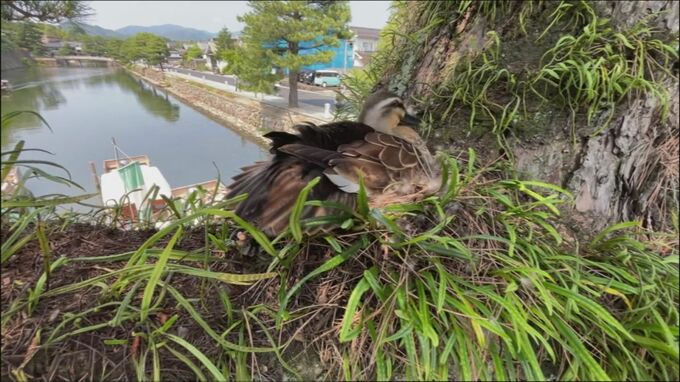 【独自】専門家も驚き「学術発表して良い事例」カルガモが巣を作ったのは”松の木”高さ約3mの枝の上　上からカラス、下からヘビが狙い…無事にふ化できた？カルガモの巣観察記|TBS NEWS DIG