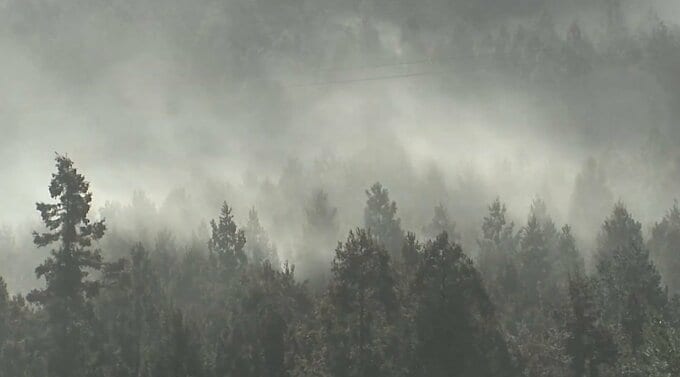 花粉症の舌下免疫療法「シダキュア」 処方された患者の64％が19歳以下