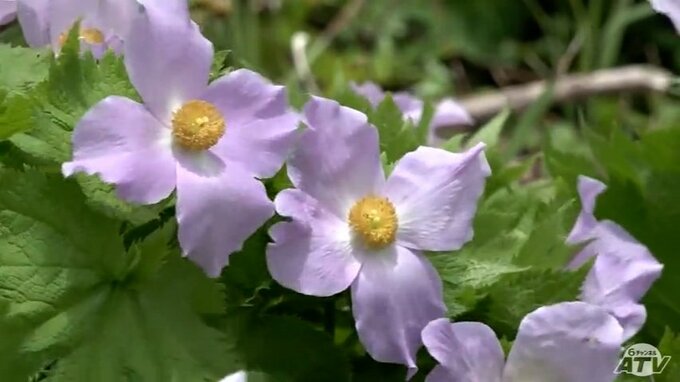シラネアオイ見ごろ　可憐な薄紫色の花が彩る釜臥山　青森県むつ市|TBS NEWS DIG