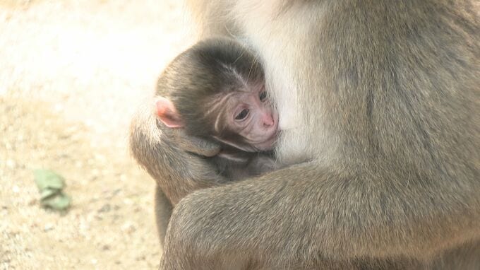高崎山で今年第1号赤ちゃんザル誕生　投票で決まった名前は？　大分　|　大分のニュース｜OBS NEWS｜大分放送