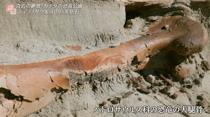 露出している恐竜の化石