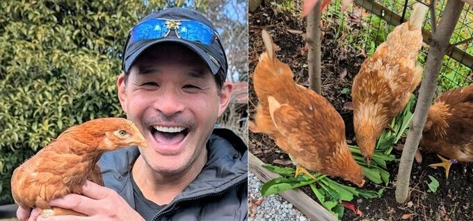 【照英】　にわとり三姉妹　「小松菜大好き！」「かなり、大きく成長しました！」「卵を産んでくれるのは、5月〜6月位の予定」|TBS NEWS DIG