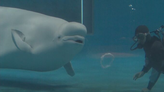 人懐こいシロイルカが邪魔する場面も　島根県のアクアスで大掃除　|　BSSニュース | BSS山陰放送