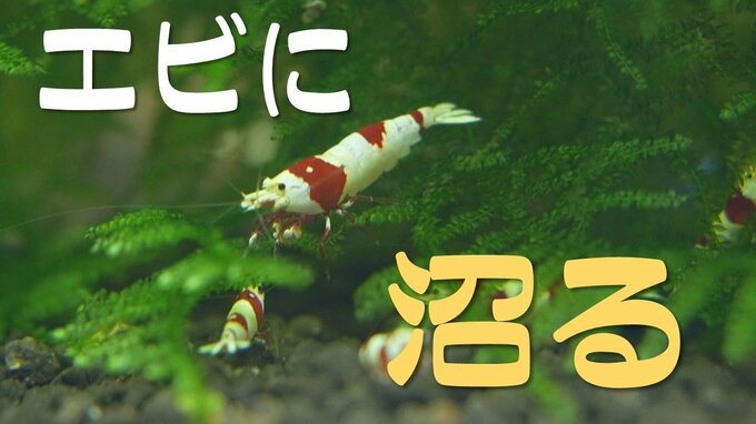 トウモロコシ農家がカラフルでキュートなエビに沼ったら・・・　|　山梨のニュース | ＵＴＹテレビ山梨