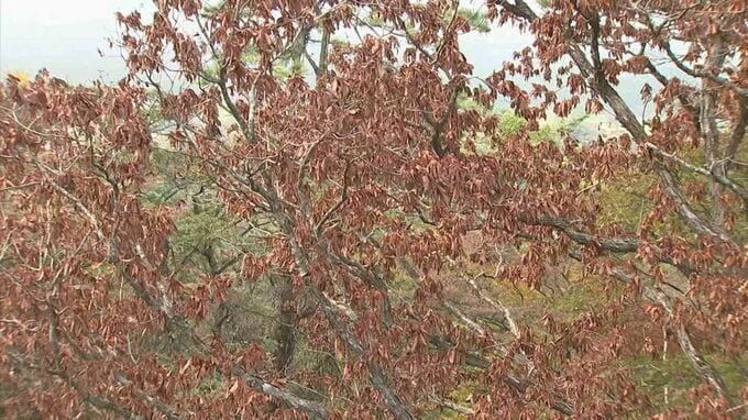 なぜ…ナラの木が集団で枯れる「ナラ枯れ」被害、国立公園大山で突然止まる　1万本近く枯れた年もあったのに…何が起きた？|TBS NEWS DIG