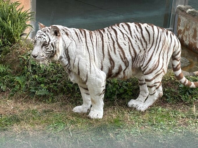 初代ホワイトタイガー「コハク」天国へ　2011年から親しまれた人気者　鹿児島・平川動物公園|TBS NEWS DIG