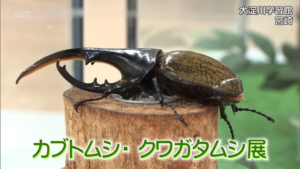 外国の珍しいカブトムシやクワガタ 約20種類を展示 宮崎市の大淀川学習