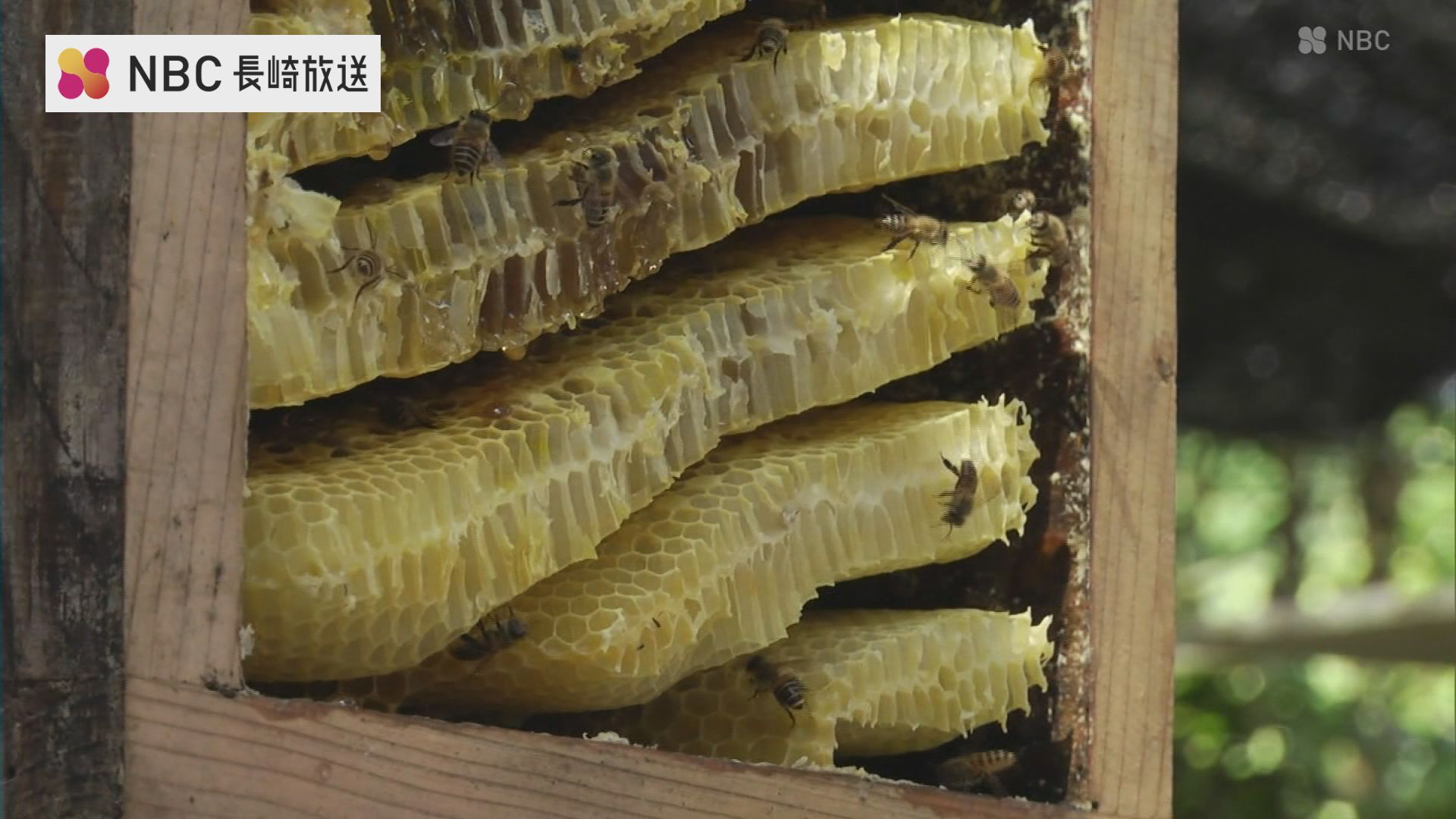 こんなに甘いの初めて食べた」長崎県対馬で二ホンミツバチの採蜜体験