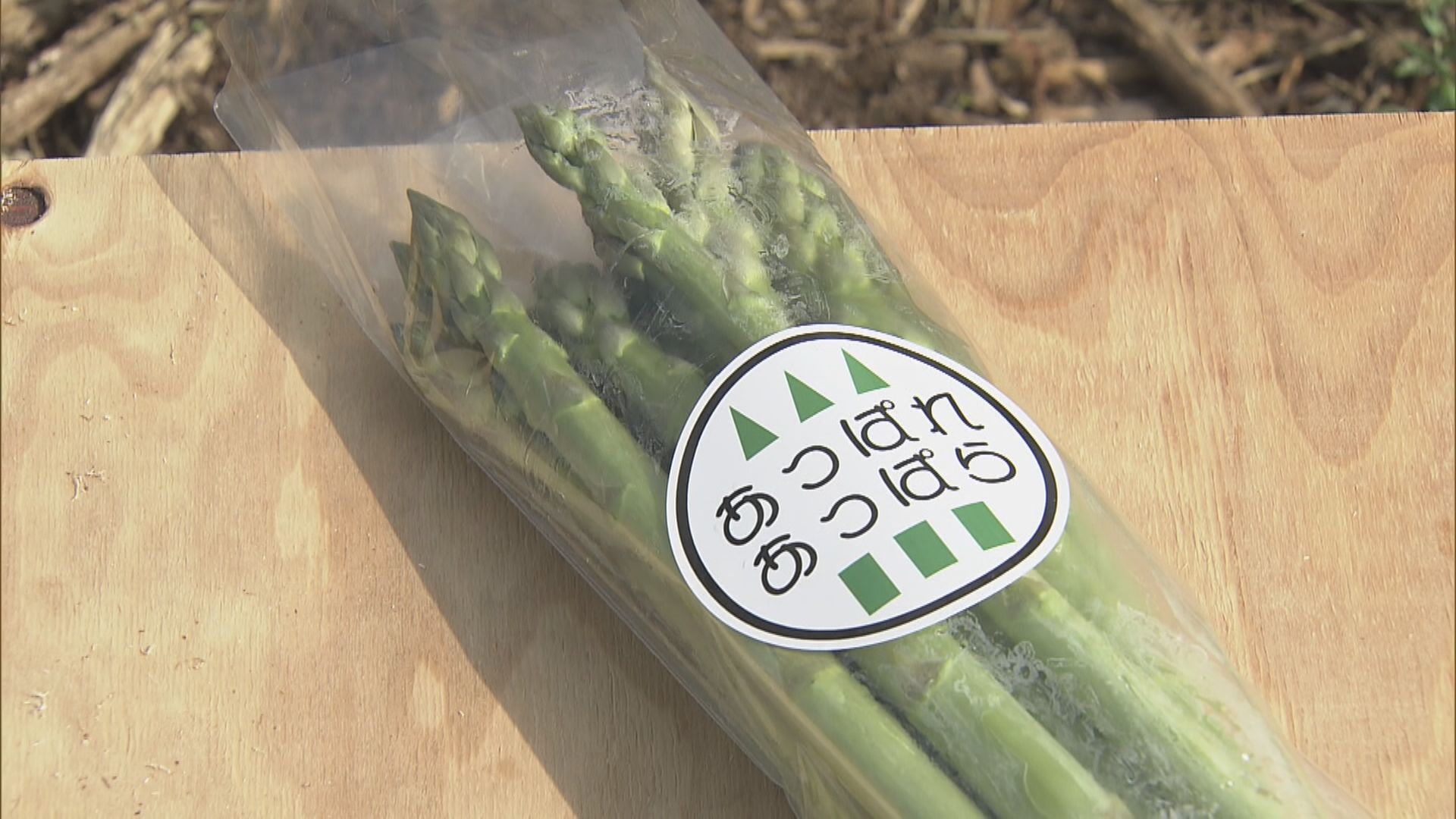 旬を迎えたアスパラガスの収穫はじまる　茹でても焼いても美味！　みずみずしく味が濃いのが特徴　愛知・豊川市