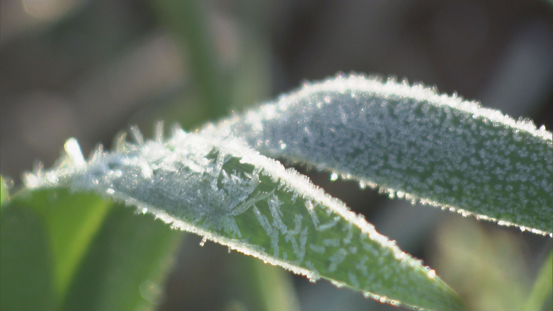 「起きるのが嫌だった…」 東海地方では最低気温が0度を下回る“冬日”になった所も　名古屋は1か月ぶりに一桁の冷え込み