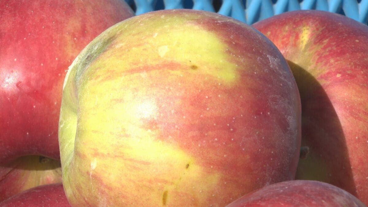 リンゴに異変！今年はリンゴが赤くならない現象が各地で…一体なぜ