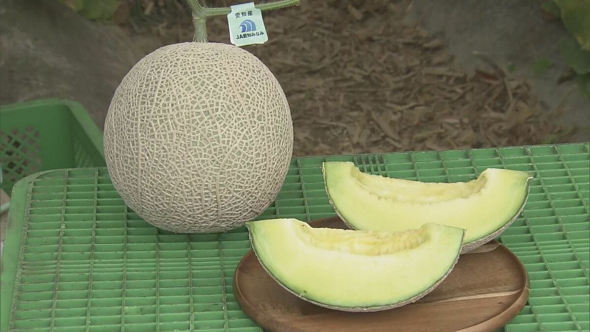 高級アールスメロン5玉 野菜、果物 静岡 高級 アールスメロン 山5玉