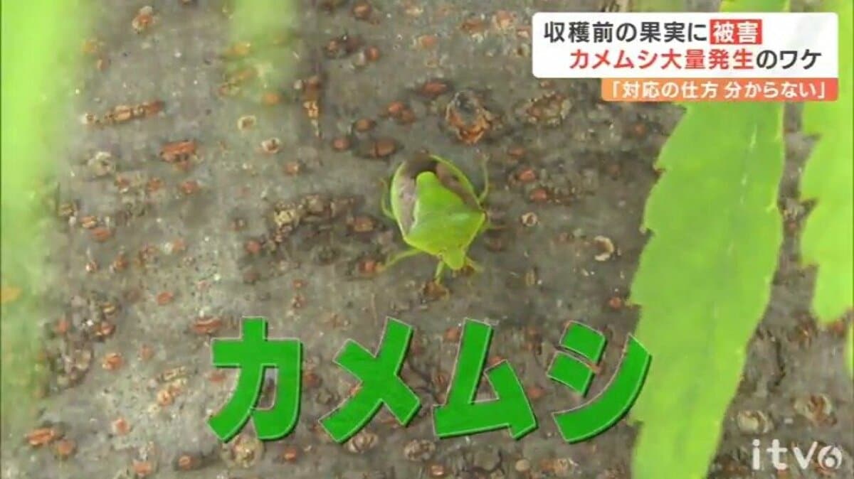 28年ぶり“カメムシ警報” なぜ大量発生？平年の90倍超の地点も… | 愛媛